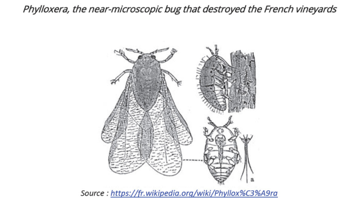 Phylloxera, the near-microsopic bug that destroyed the french vineyards