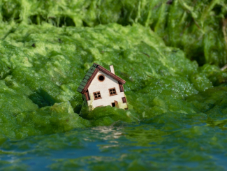 Maison individuelle entourée d'algues